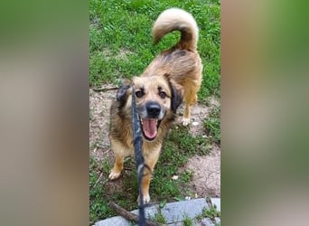 Maya aus Rumänien - wer rettet sie jetzt vor dem Shelter?