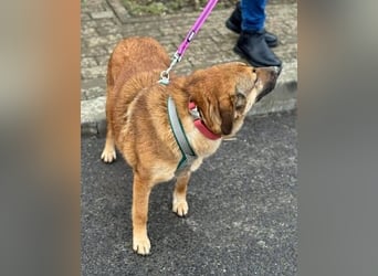 Knuffige Bettie sucht entspanntes Zuhause