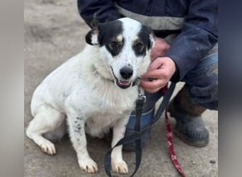 Laika will einfach nur geliebt werden