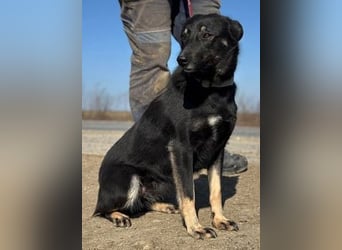 Claudia eignete sich nicht als Wachhund und landete im Shelter