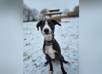 FYNN braucht ein neues, liebevolles Zuhause