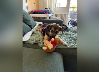 YUNA - zuckersüßes Hundemädchen sucht ihre Menschen