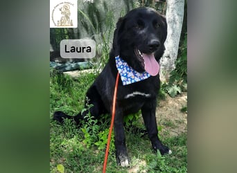 Laura sucht ihre Menschen – und zwar für ein ganzes Hundeleben!