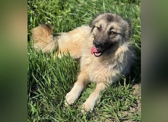 Tierschutz: Edle Prinzessin Zarah