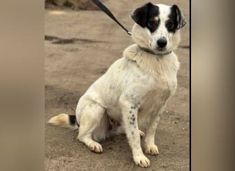 Laika will einfach nur geliebt werden
