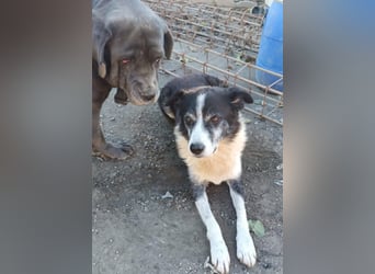Braver Senior Florica - hat sein Zuhause verloren