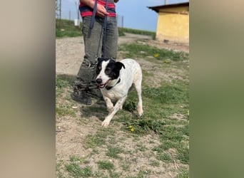 Anhängliche Delia sucht Zuhause