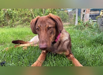 Lupo sucht ein Zuhause