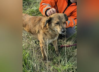 Rico - ein lieber Pechvogel - findet er noch das Glück?