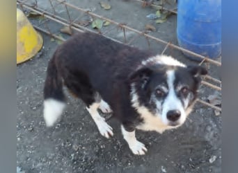 Braver Senior Florica - hat sein Zuhause verloren