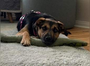 YUNA - zuckersüßes Hundemädchen sucht ihre Menschen