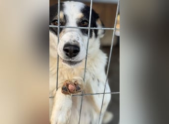 Laika will einfach nur geliebt werden
