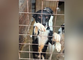 Camillo - ausgesetzt am Müllcontainer - aber immer freundlich