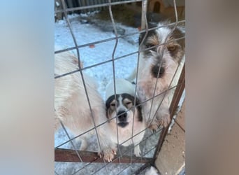Noris aus Rumänien - ist noch unsicher - sucht einfühlsames Zuhause