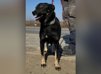 Claudia eignete sich nicht als Wachhund und landete im Shelter