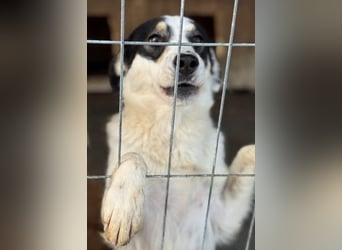 Laika will einfach nur geliebt werden