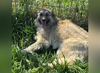 Tierschutz: Edle Prinzessin Zarah
