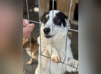 Laika will einfach nur geliebt werden