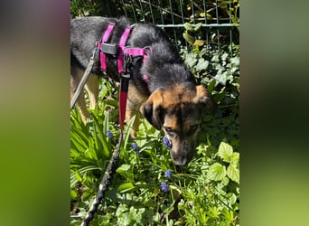 YUNA - zuckersüßes Hundemädchen sucht ihre Menschen