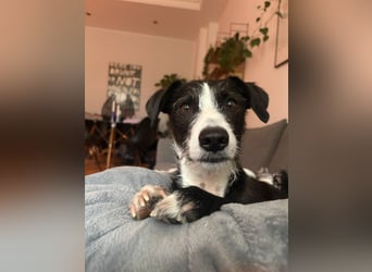 FYNN braucht ein neues, liebevolles Zuhause