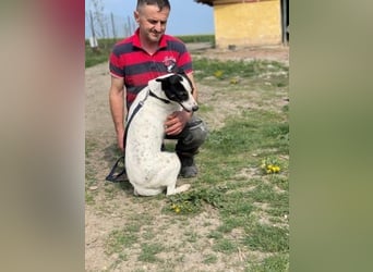 Anhängliche Delia sucht Zuhause