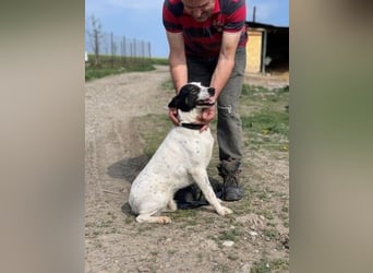Anhängliche Delia sucht Zuhause