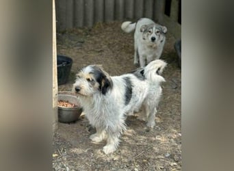 Noris aus Rumänien - ist noch unsicher - sucht einfühlsames Zuhause