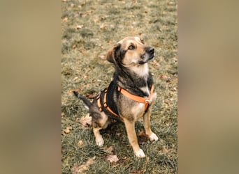 Liebe, kluge Inoa sucht ihre Familie