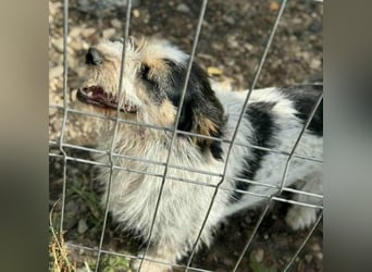 Noris aus Rumänien - ist noch unsicher - sucht einfühlsames Zuhause