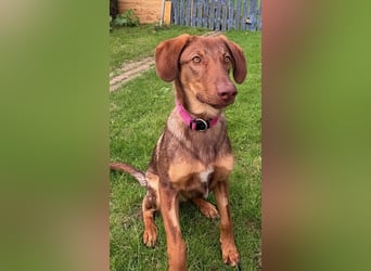 Lupo sucht ein Zuhause
