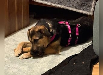 YUNA - zuckersüßes Hundemädchen sucht ihre Menschen