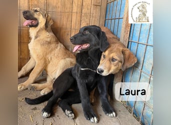 Laura sucht ihre Menschen – und zwar für ein ganzes Hundeleben!