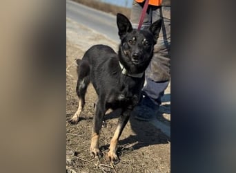 Claudia eignete sich nicht als Wachhund und landete im Shelter