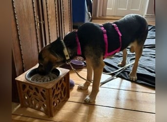 YUNA - zuckersüßes Hundemädchen sucht ihre Menschen
