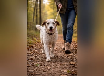 Grace - in Berlin auf Pflegestelle