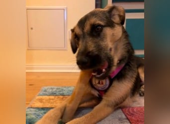 YUNA - zuckersüßes Hundemädchen sucht ihre Menschen