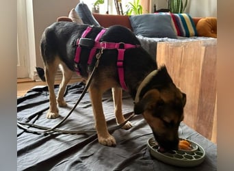 YUNA - zuckersüßes Hundemädchen sucht ihre Menschen