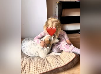 Grace - in Berlin auf Pflegestelle