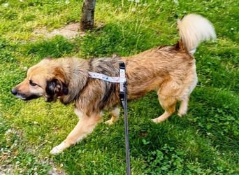 Maya aus Rumänien - wer rettet sie jetzt vor dem Shelter?