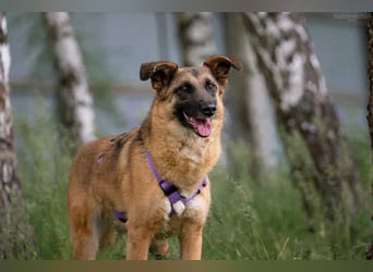 Tolle Malta sucht liebevolles Zuhause