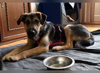 YUNA - zuckersüßes Hundemädchen sucht ihre Menschen