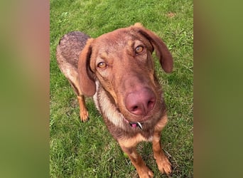 Lupo sucht ein Zuhause