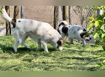 Noris aus Rumänien - ist noch unsicher - sucht einfühlsames Zuhause