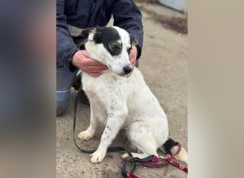 Laika will einfach nur geliebt werden