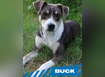Buck
