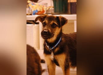 YUNA - zuckersüßes Hundemädchen sucht ihre Menschen