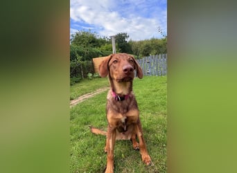 Lupo sucht ein Zuhause