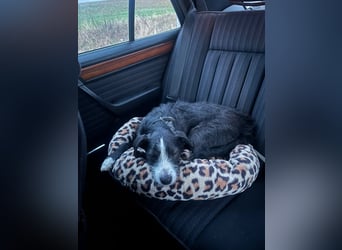 FYNN braucht ein neues, liebevolles Zuhause