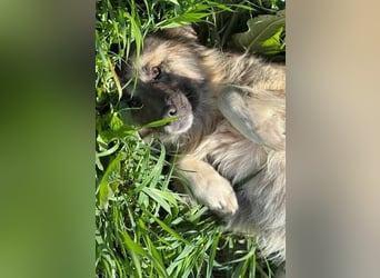 Tierschutz: Edle Prinzessin Zarah