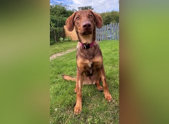 Lupo sucht ein Zuhause